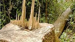 Lâm tặc bắt nhân viên bảo vệ rừng phải... quỳ lạy